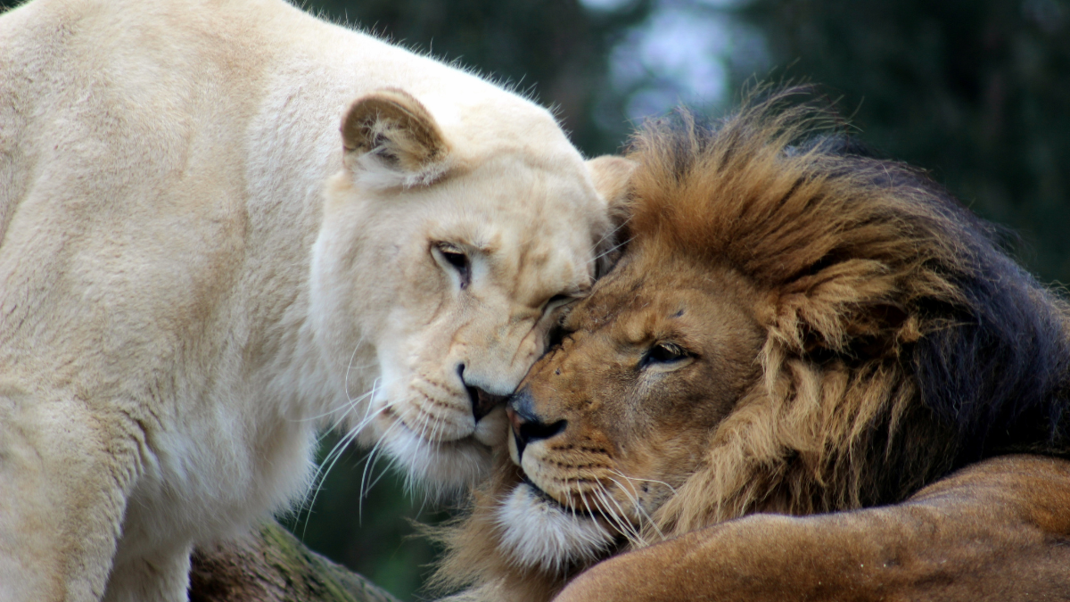 Myrtle Beach Safari: Up-Close Encounters with Amazing Animals.