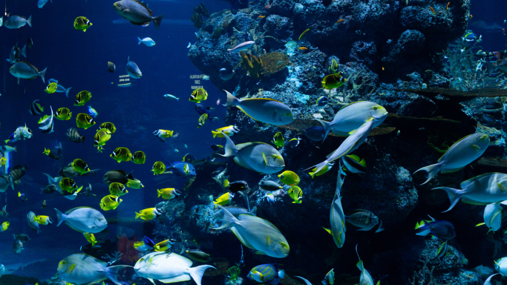 Dive into Ocean Wonders: Exploring the Long Beach Aquarium.