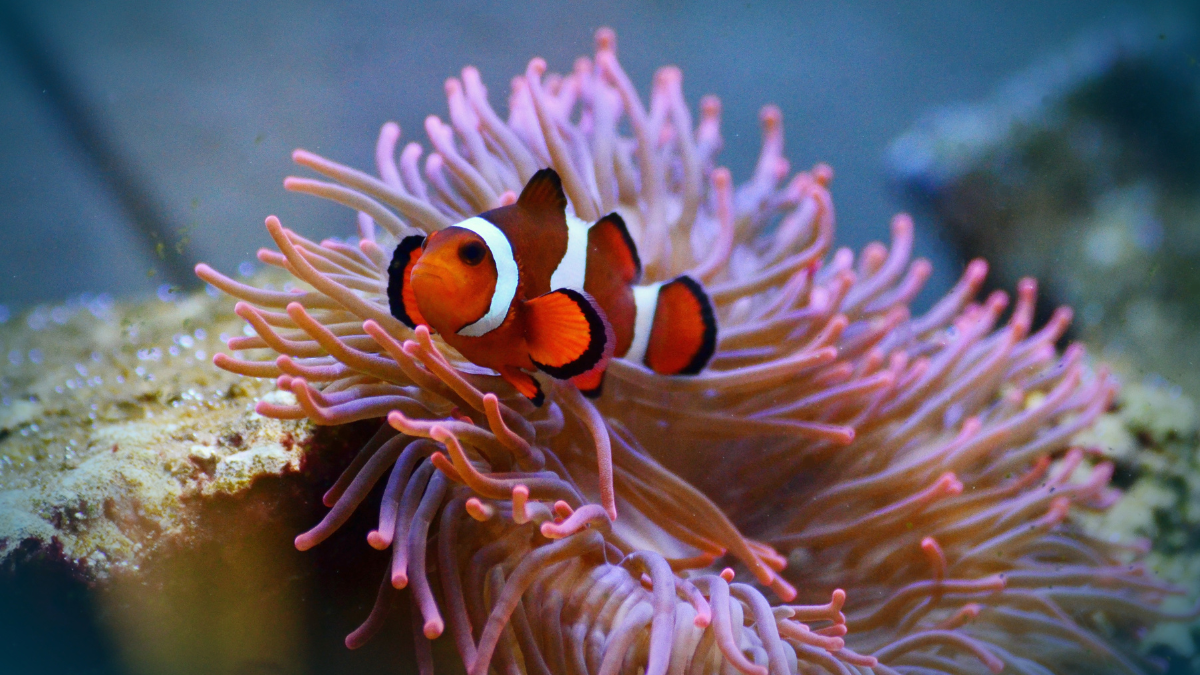 Dive into Ocean Wonders: Exploring the Long Beach Aquarium.