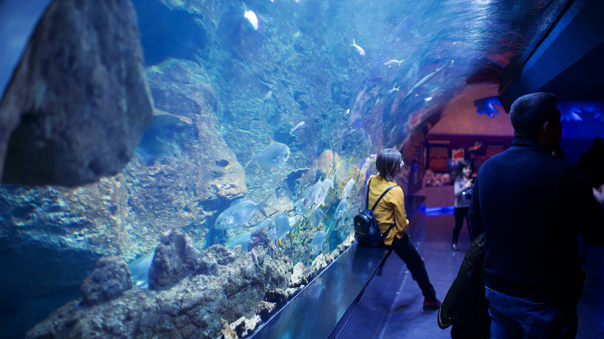 Ripley's Aquarium Myrtle Beach: Dive into Underwater Adventures.